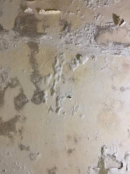 Best Toxic Mold Removal  in Intercourse, PA